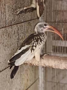 Red Billed Hornbill