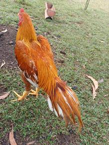 ayam ratu nokdeng ekor lidi riau