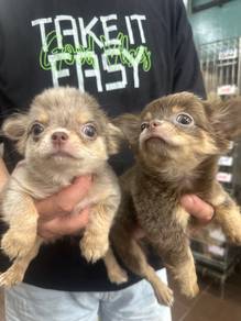 Rare Color Chihuahua Puppies Male & Female