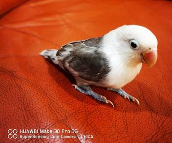 opaline lovebird jinak 