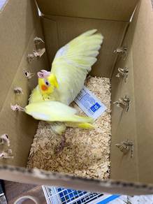 burung cockatiel lutino bird