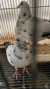 Merpati Racing Homer