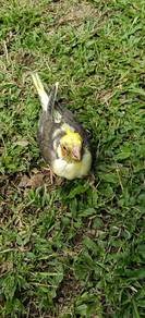 burung