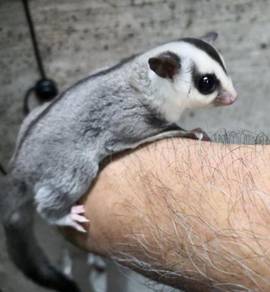 Sugar Glider Tamed, Healthy and Active