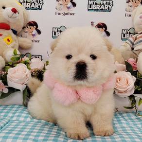 Chow Chow
