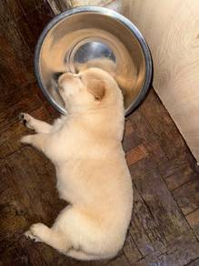 golden mix for adoption