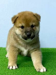 q333 Shiba Inu adorable puppy pet dog