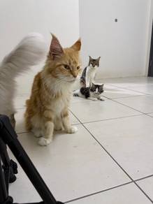 kucing maincoone