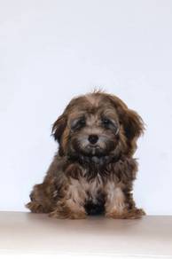 J0783 Maltipoo Cute Fluffy Teddy Bear Face Puppy