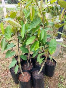 Durian tembaga