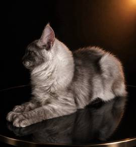 V8 Blue Silver Maine Coon