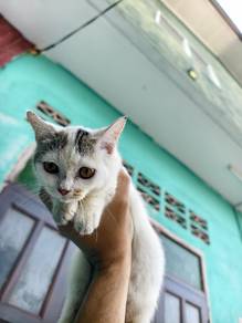 Kucing Original BSH+Mushkin+Mix