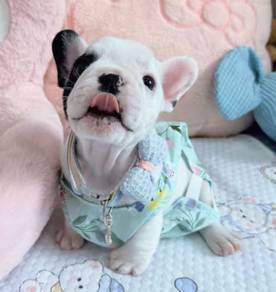 FRENCH BULLDOG PUPPIES VIP802 🌻 Cow Pattern