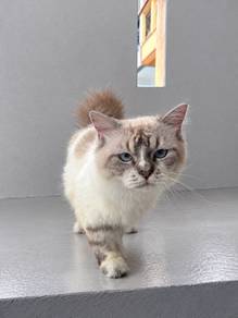 Kucing Ragdoll Mix