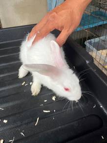 arnab kecil (netherland dwarf)