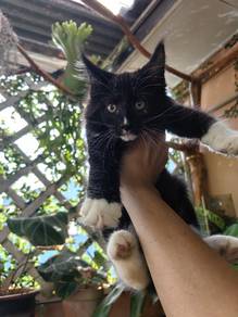 purebreed Mainecoon