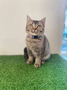 British shorthair