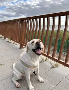 Labrador Retriever