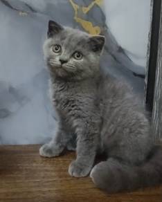 British Shorthair 