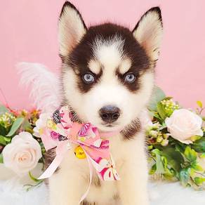 Husky