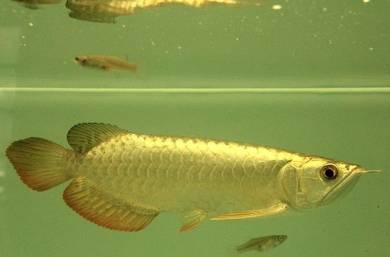 arowana golden crossback 7 inch-wholesale price