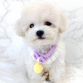 Maltipoo