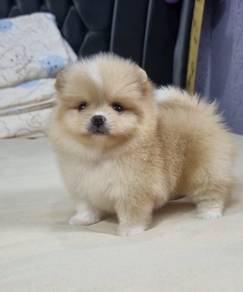 POMERANIAN PUPPIES A178 🌻 Sort of shine Boy~Girl