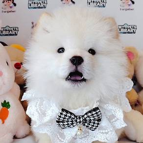 Chow chow