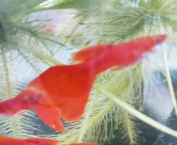 Guppy AFR Albino Full Red