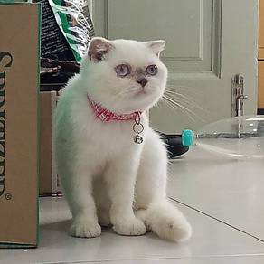 BSH Scottish Fold female 5 bulan