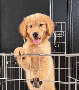 Golden Retriever 