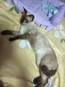 Siamese mix cat for adoption