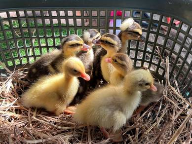 ducklings anak itik