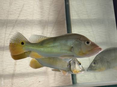 Mono Peacock Bass