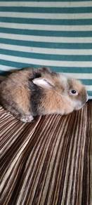 rabbit 6 month 