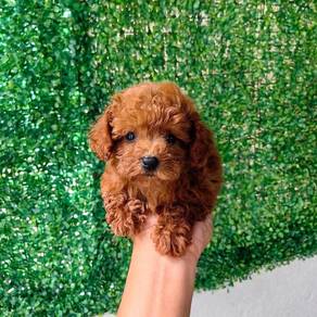 Cavapoo puppy2