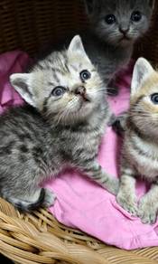 Bsh tabby 