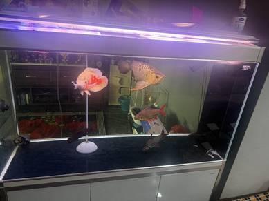 5ft x 2ft Aquarium Set with MGGB Arowana