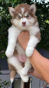 SIBERIAN HUSKY PUPPIES SB37 🌻 Fluffy Coat