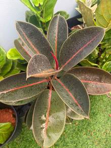 Rubber Plants & Fiddle-Leaf Figs