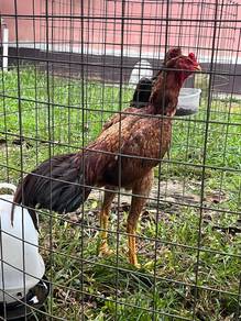 ayam laga