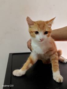 Oyen Cat