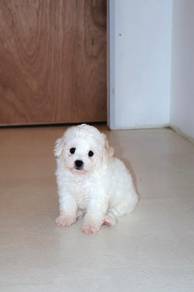 A2 Fluffy Bichon Dog