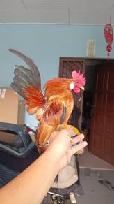 ayam saramah