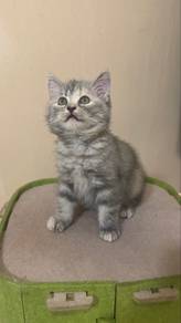 cat for adopt