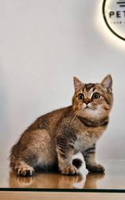 British Short Hair BSH Black Golden Ticked