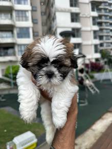 shihtzu&&