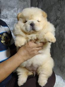 Chow Chow