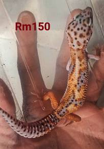 leopard gecko, gecko