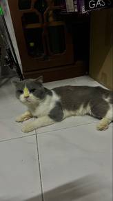British Shorthair Bicolar Male